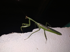 Stagmatoptera septentrionalis