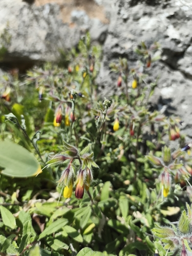 Onosma frutescens