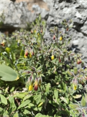 Onosma frutescens