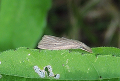 Donacaula roscidellus