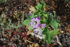 Malva pacifica