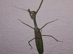 Stagmatoptera septentrionalis