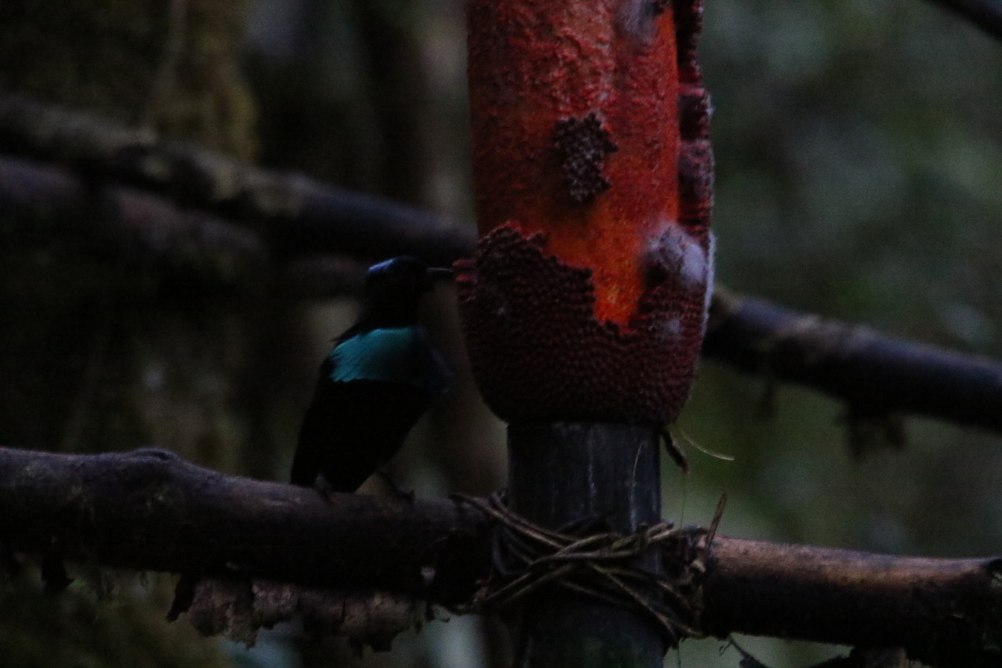 Vogelkop Lophorina (Lophorina superba), photo 2