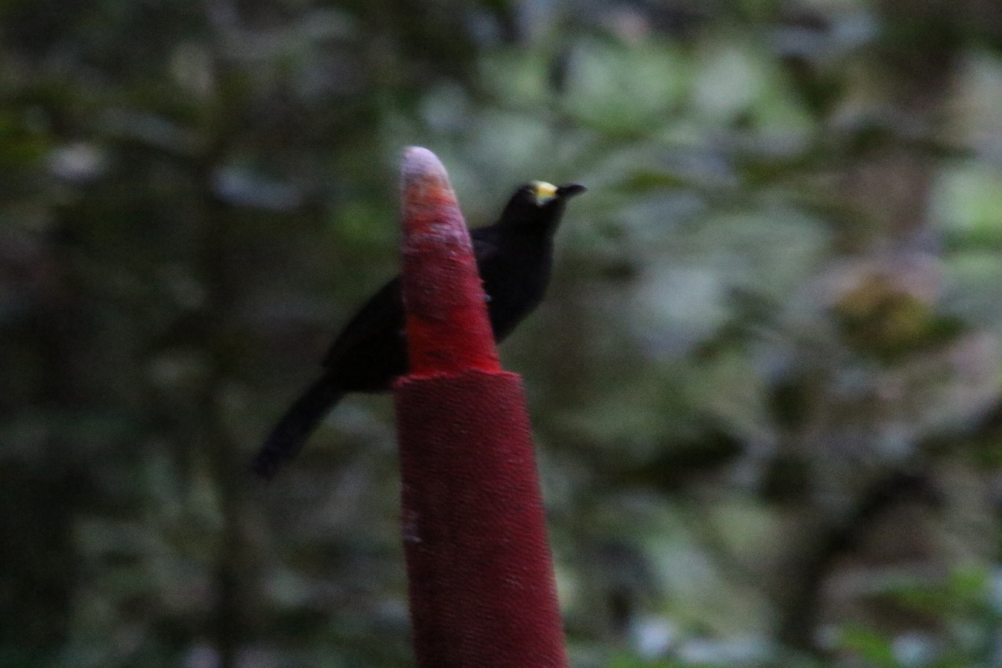 Long-tailed Paradigalla (Paradigalla carunculata), photo 4
