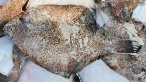 Finespotted flounder (Pleuronichthys cornutus) — Pleuronectidae