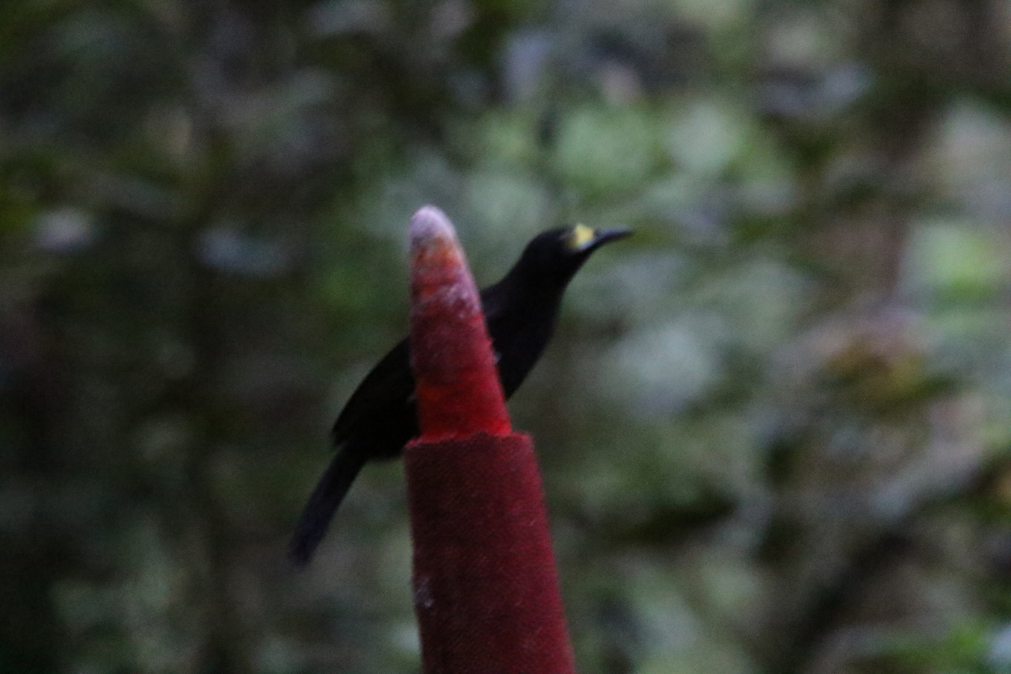 Long-tailed Paradigalla (Paradigalla carunculata), photo 3