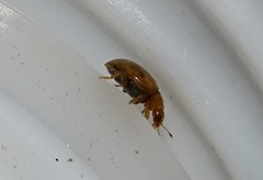 Rhyzobius litura