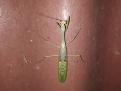 Stagmatoptera septentrionalis
