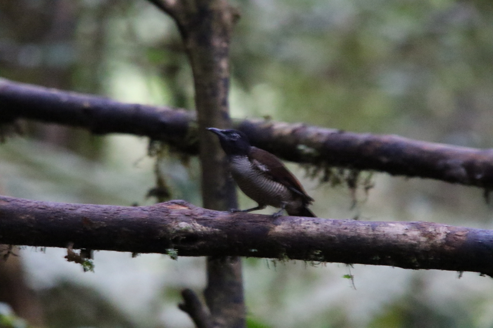 Vogelkop Lophorina (Lophorina superba), photo 1