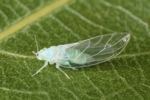 Trioza neglecta