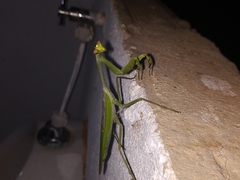 Stagmatoptera septentrionalis