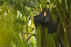 Solomons Flying Fox photo 3