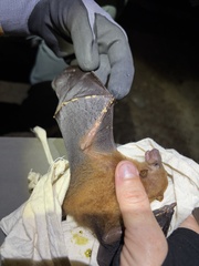 Woodford's Blossom Bat photo 3