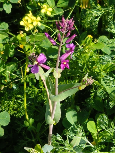 Moricandia moricandioides, photograph 6
