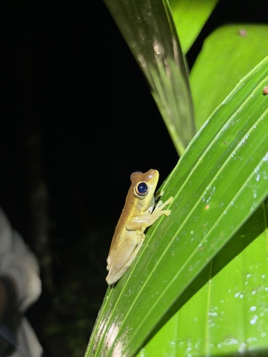 Litoria thesaurensis observed 2025-08-14