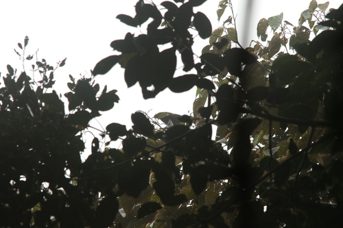 Arfak Honeyeater (Melipotes gymnops), photo 4