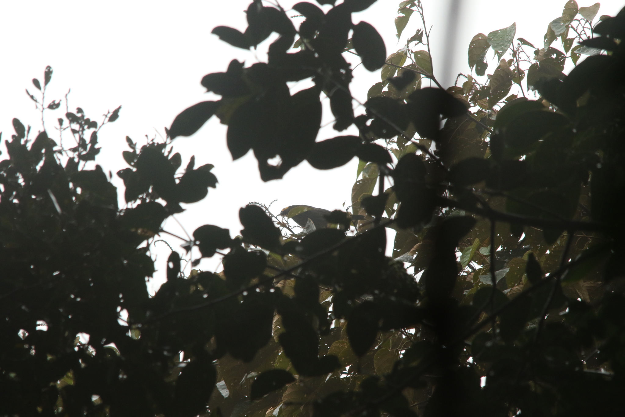 Arfak Honeyeater (Melipotes gymnops), photo 3