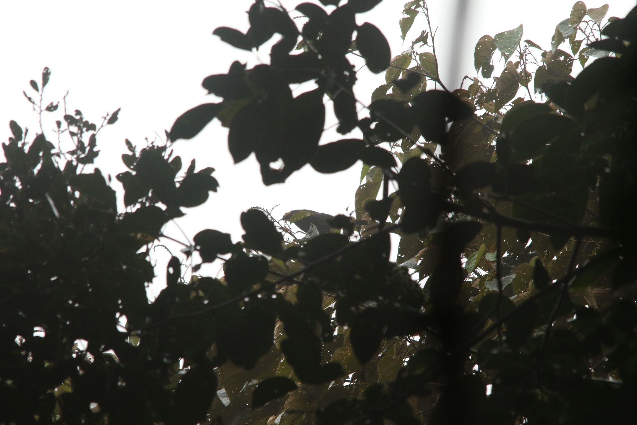 Arfak Honeyeater (Melipotes gymnops), photo 4