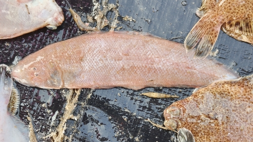 Red tonguesole (Cynoglossus joyneri) — Cynoglossidae — 5