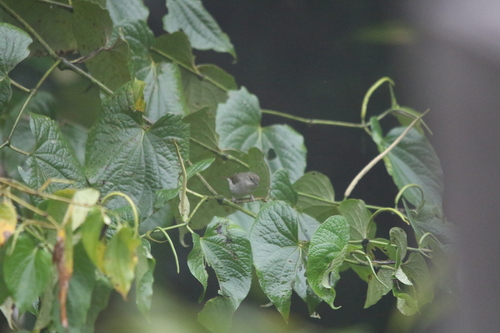 Grey-green Scrubwren (Aethomyias arfakianus), photo 3