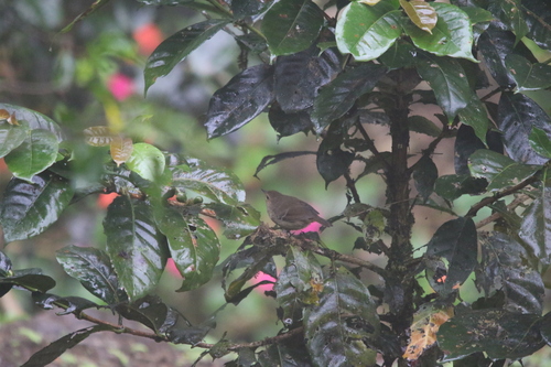 Vogelkop Scrubwren (Aethomyias rufescens), photo 2