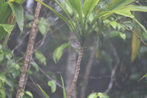 Grey-green Scrubwren (Aethomyias arfakianus), photo 4