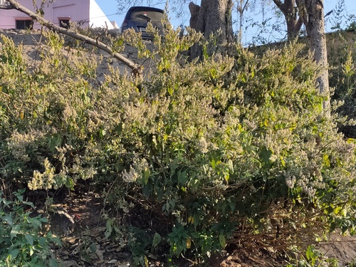 Bengal Pogostemon