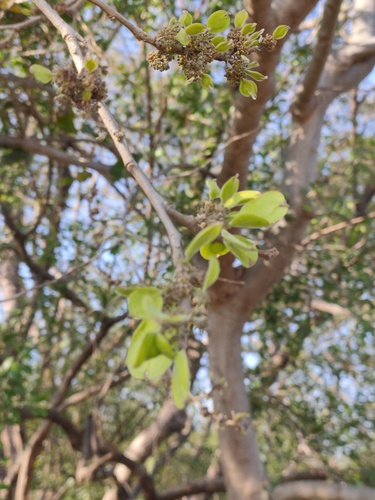 Indian elm
