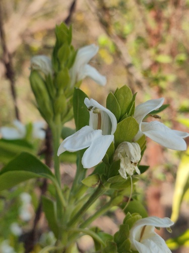 Malabar nut