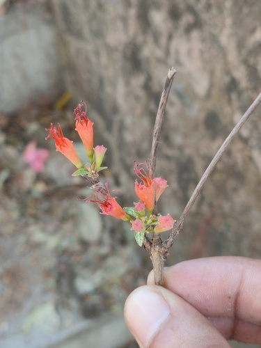 Fire-flame bush