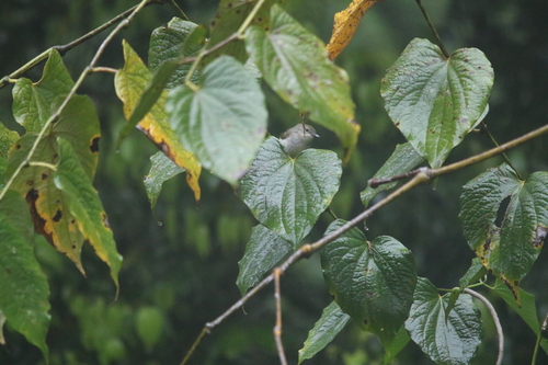 Grey-green Scrubwren (Aethomyias arfakianus), photo 2