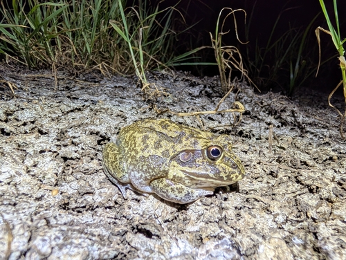 New Holland Frog