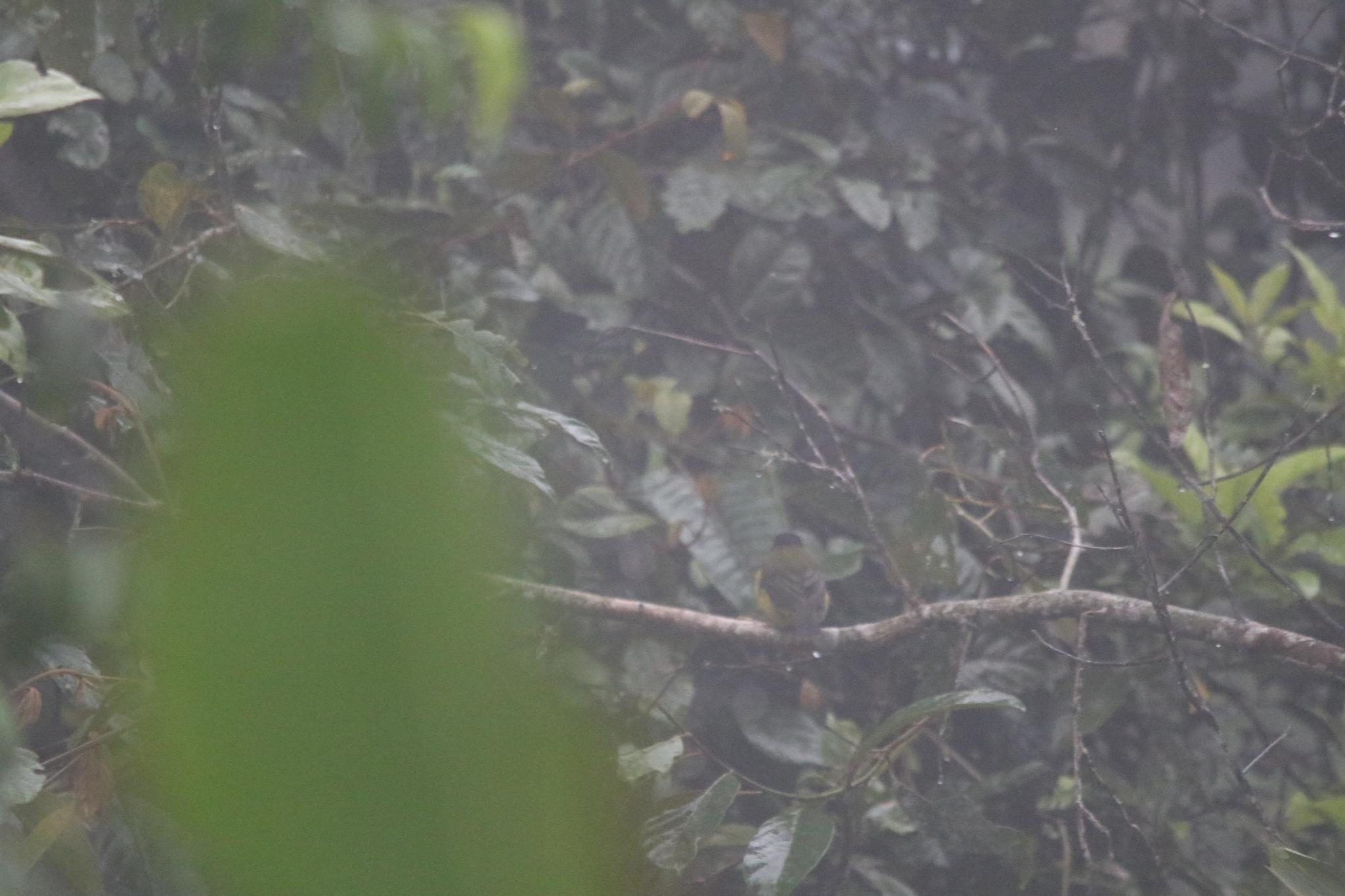Sclater's Whistler (Pachycephala soror), photo 6