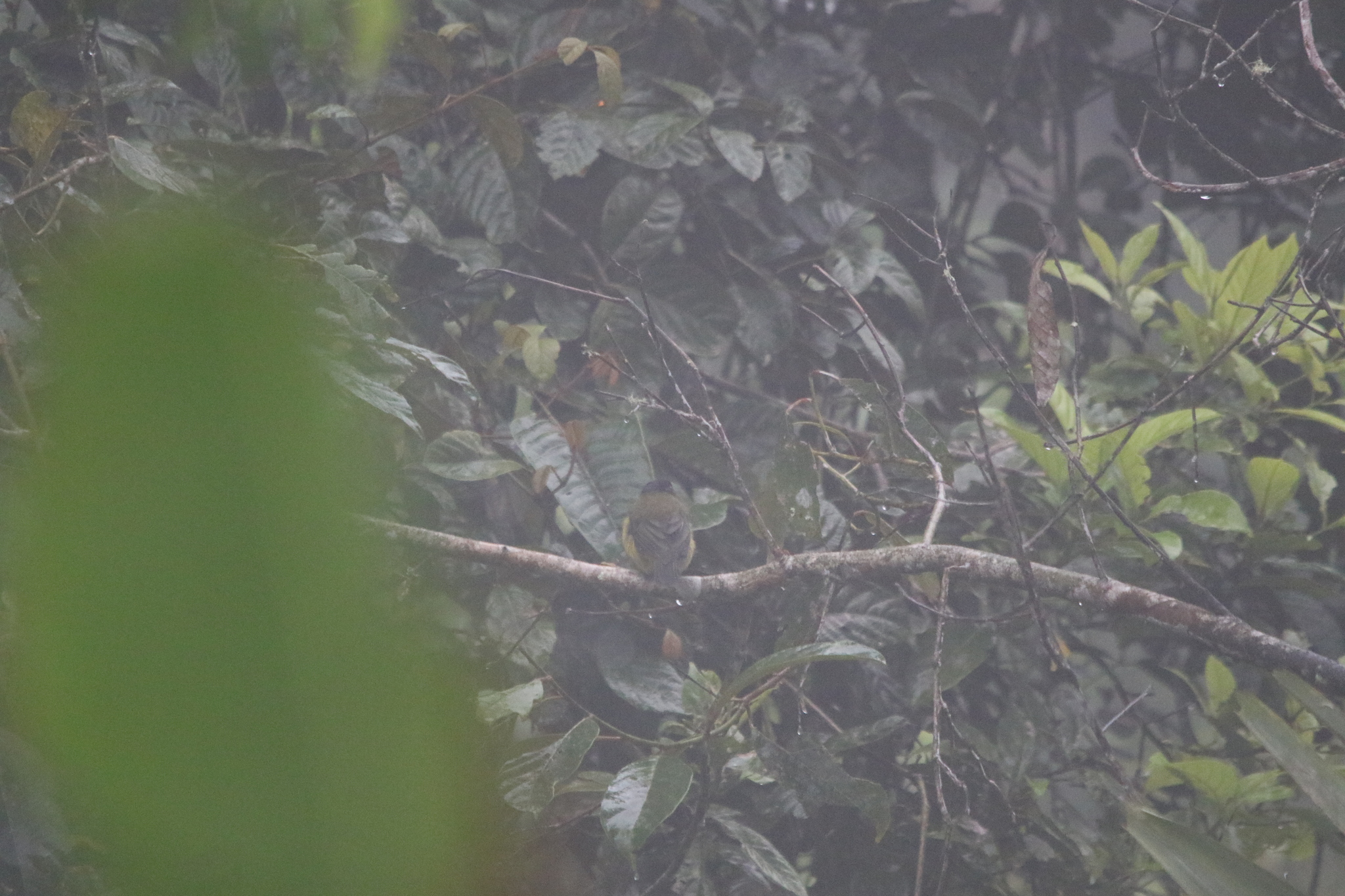 Sclater's Whistler (Pachycephala soror), photo 9
