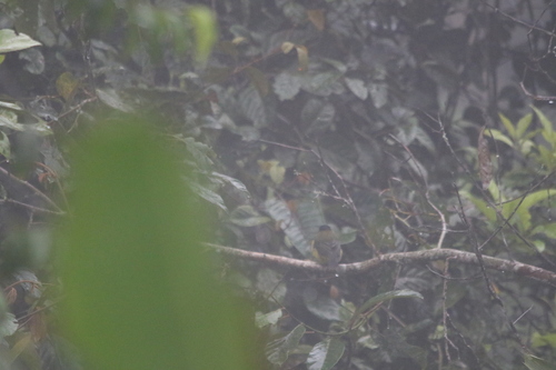 Sclater's Whistler (Pachycephala soror), photo 8