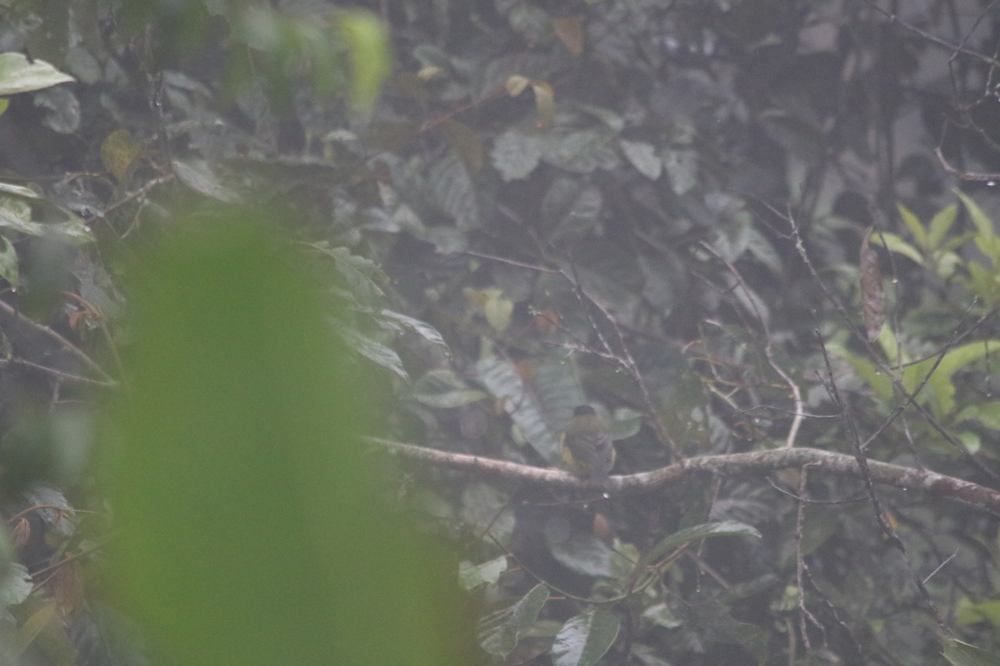 Sclater's Whistler (Pachycephala soror), photo 7