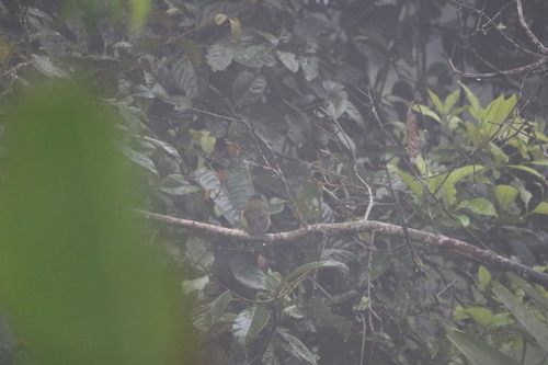 Sclater's Whistler (Pachycephala soror), photo 9