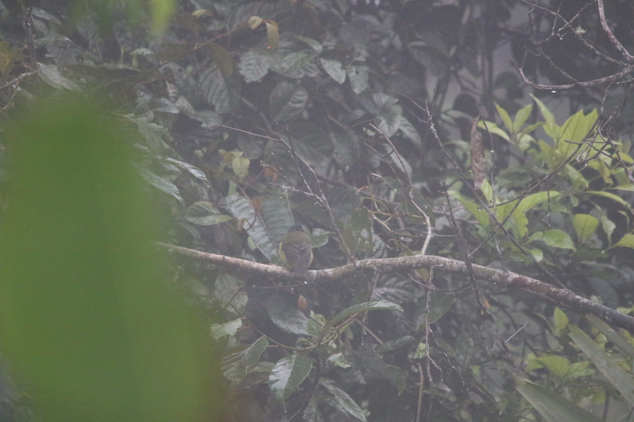Sclater's Whistler (Pachycephala soror), photo 8
