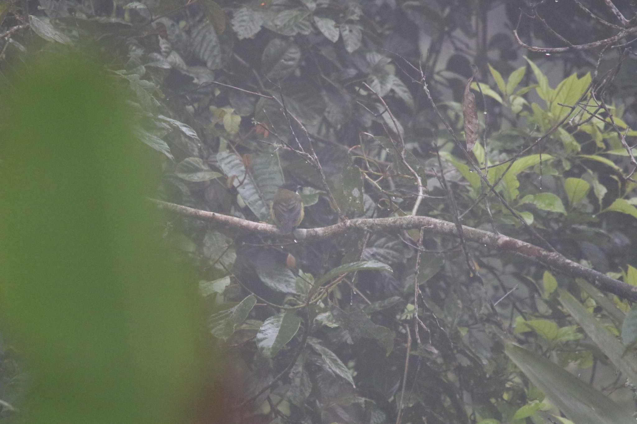 Sclater's Whistler (Pachycephala soror), photo 10