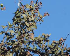 Turdus rufopalliatus