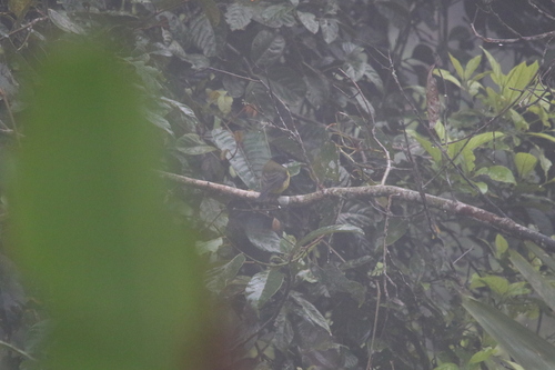 Sclater's Whistler (Pachycephala soror), photo 2