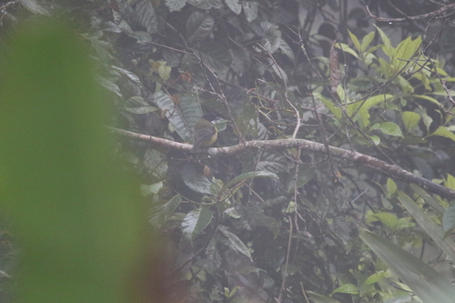 Sclater's Whistler (Pachycephala soror), photo 6
