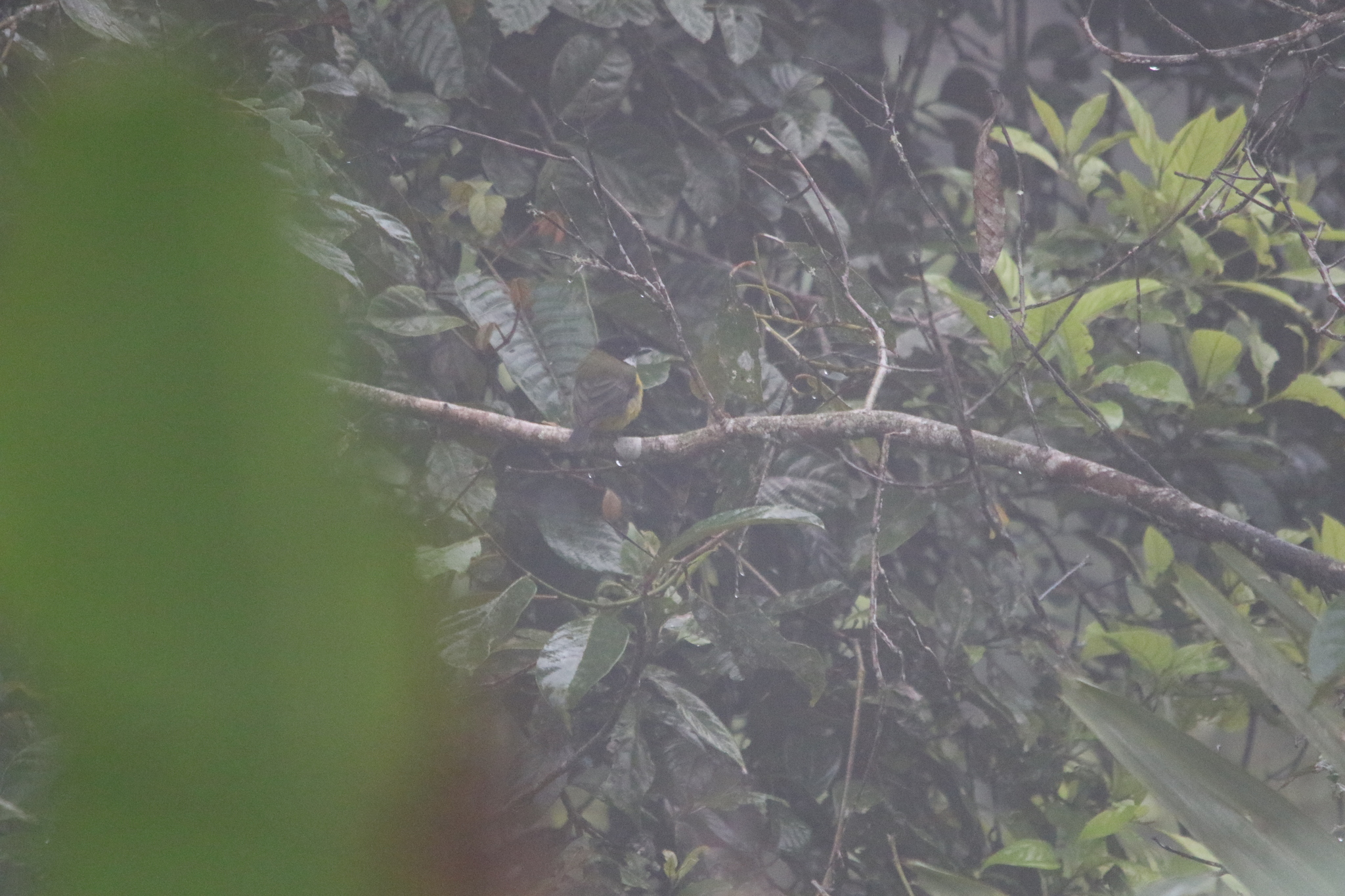 Sclater's Whistler (Pachycephala soror), photo 5