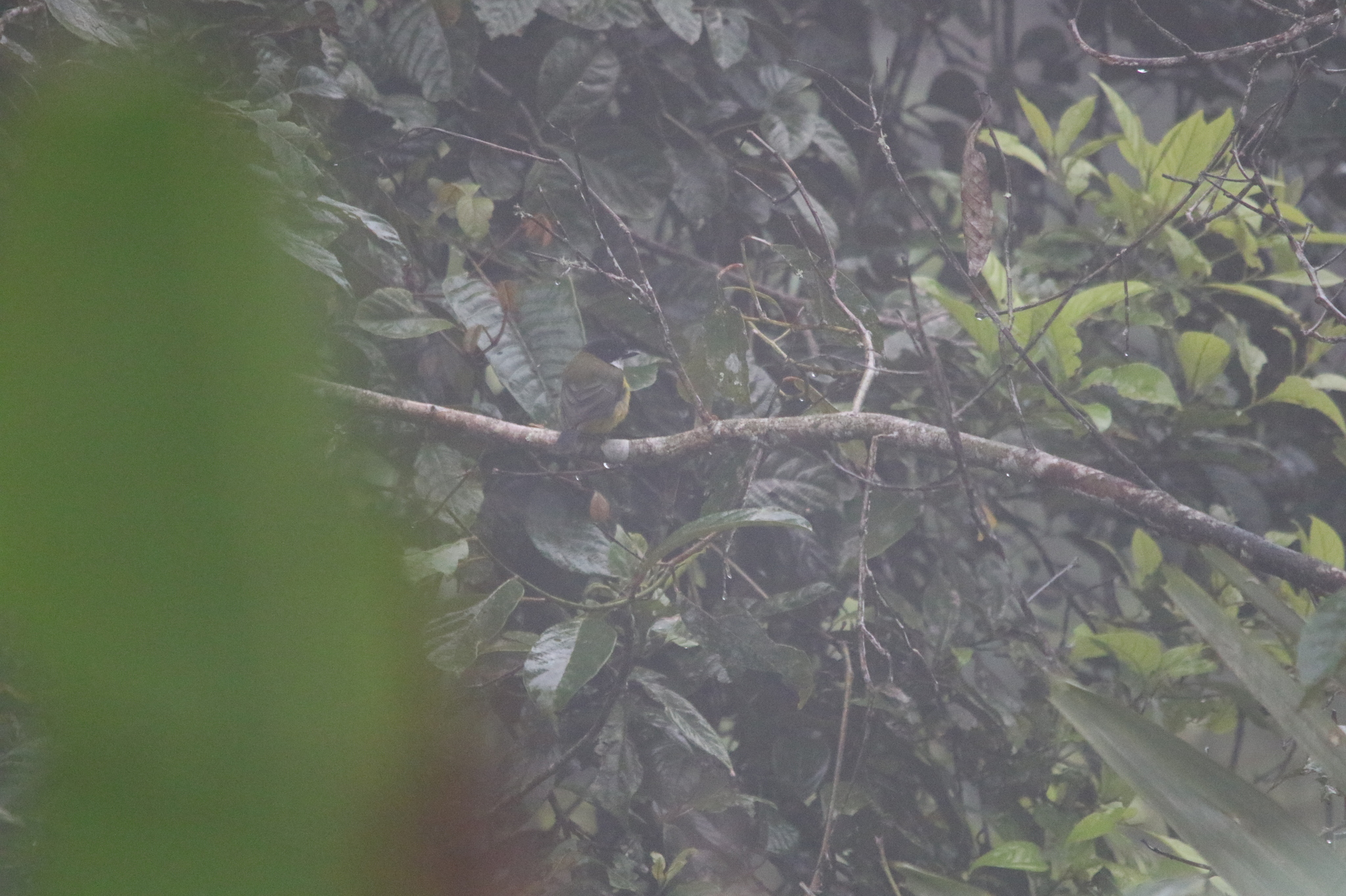 Sclater's Whistler (Pachycephala soror), photo 1