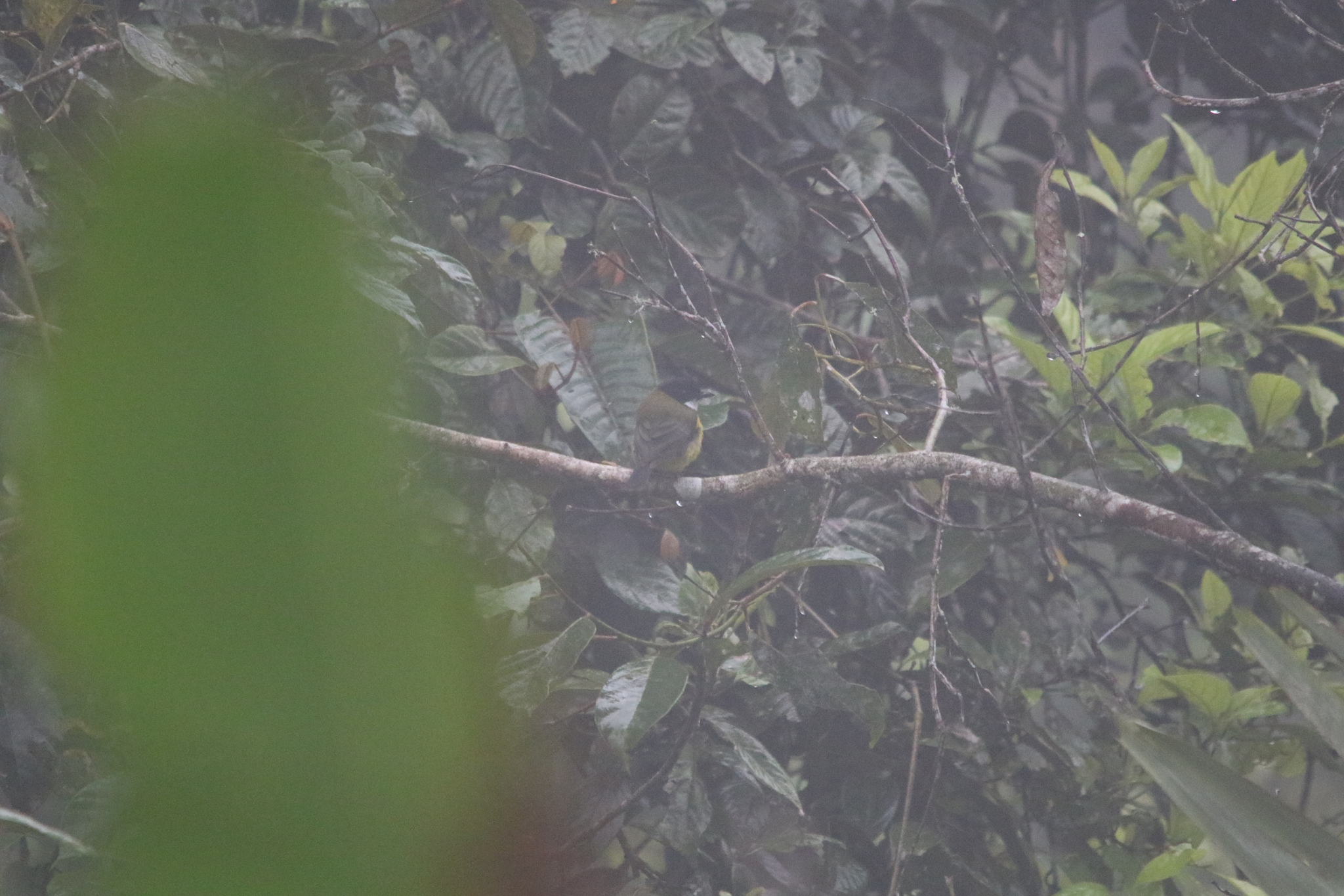 Sclater's Whistler (Pachycephala soror), photo 3