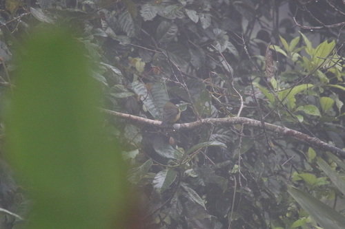 Sclater's Whistler (Pachycephala soror), photo 5