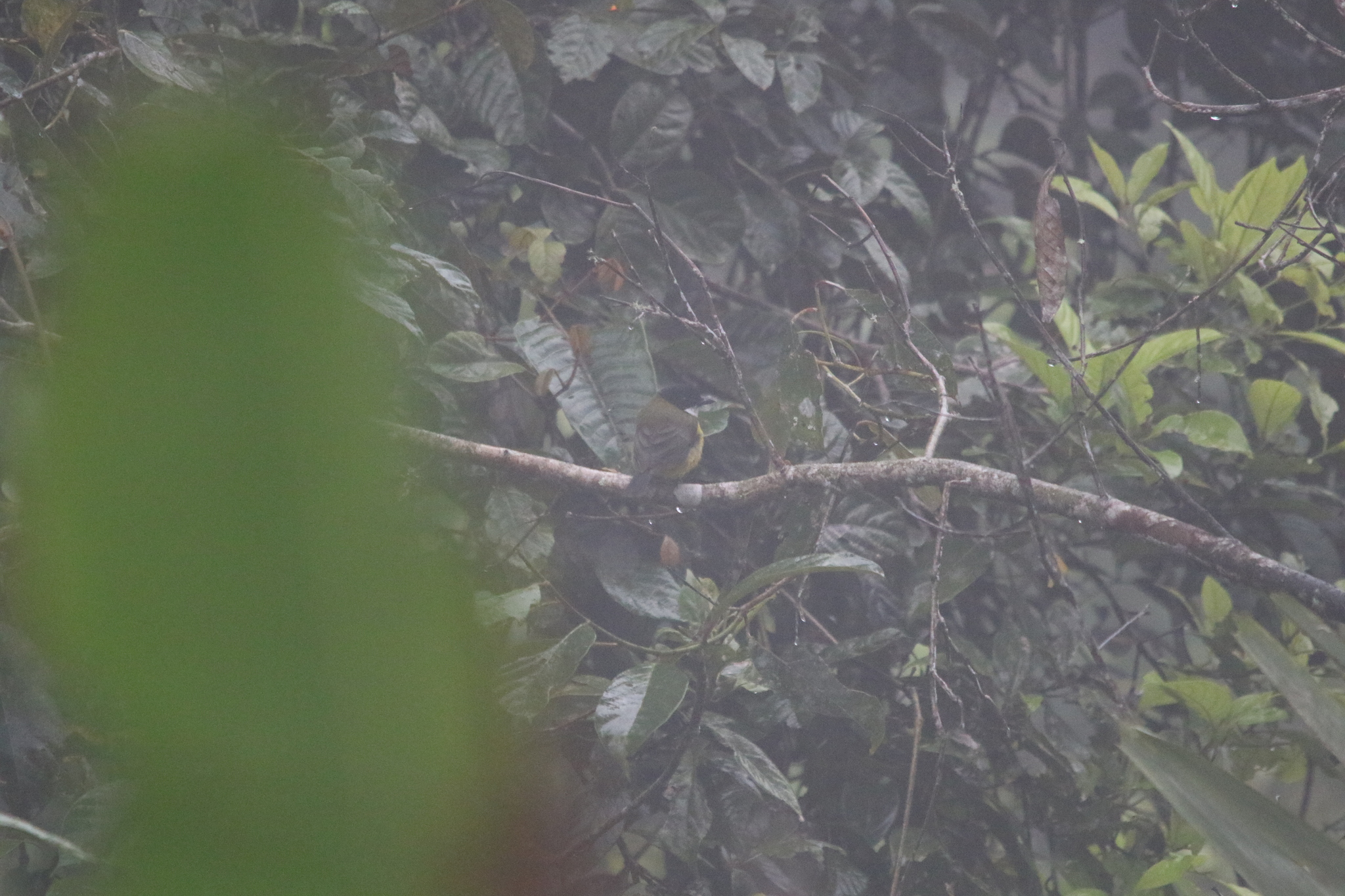 Sclater's Whistler (Pachycephala soror), photo 4