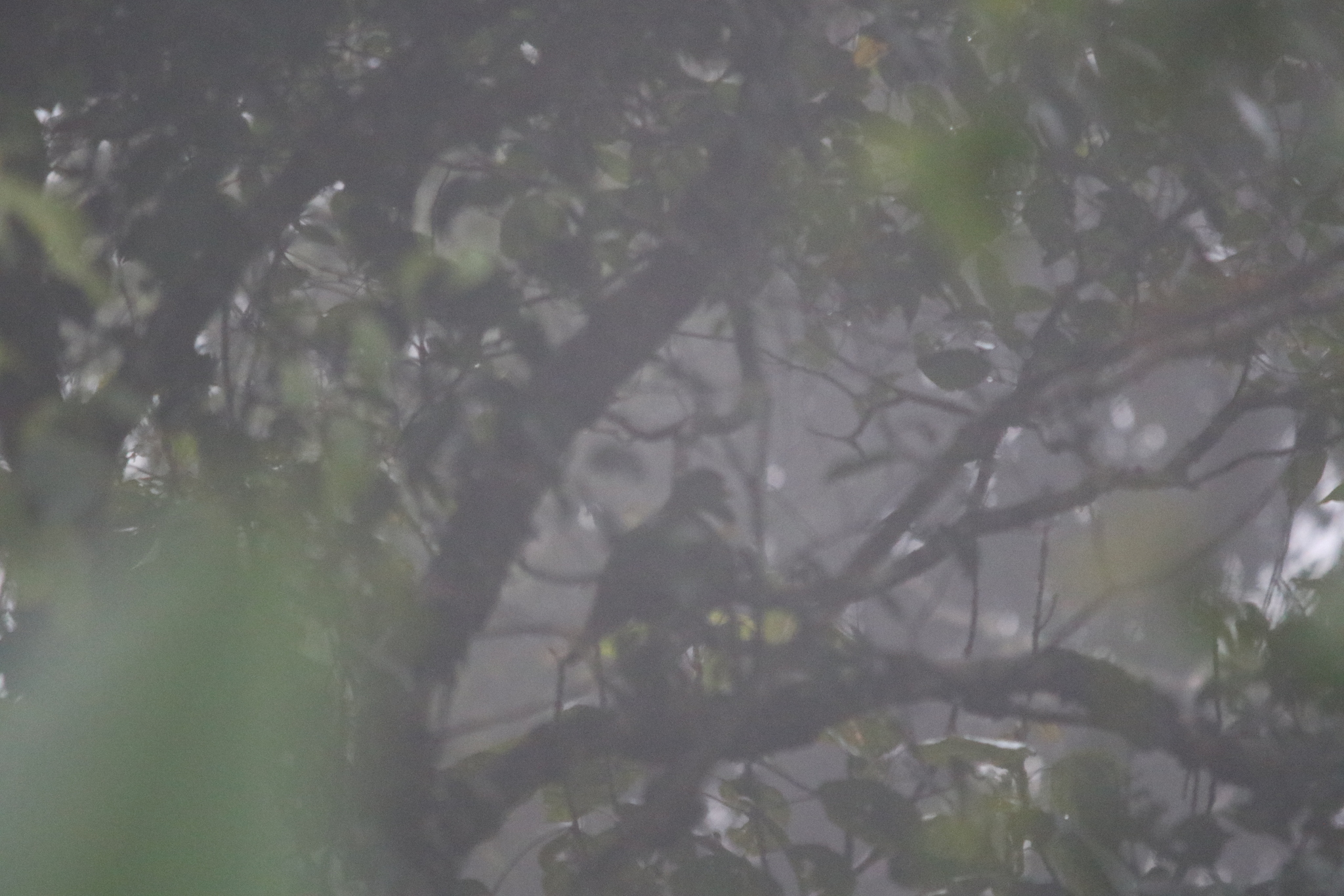 White-bibbed Fruit Dove (Ptilinopus rivoli), photo 7