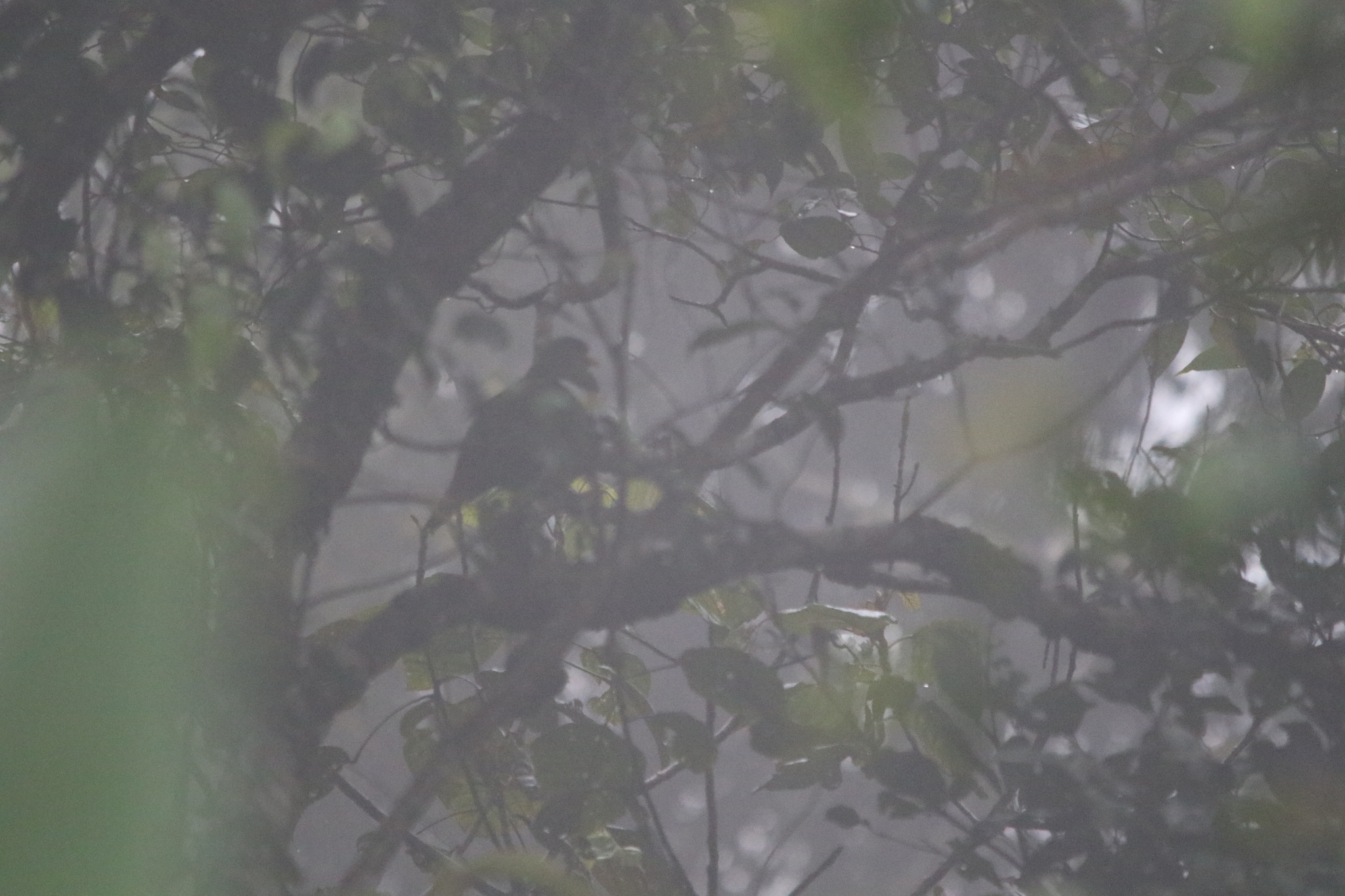 White-bibbed Fruit Dove (Ptilinopus rivoli), photo 6
