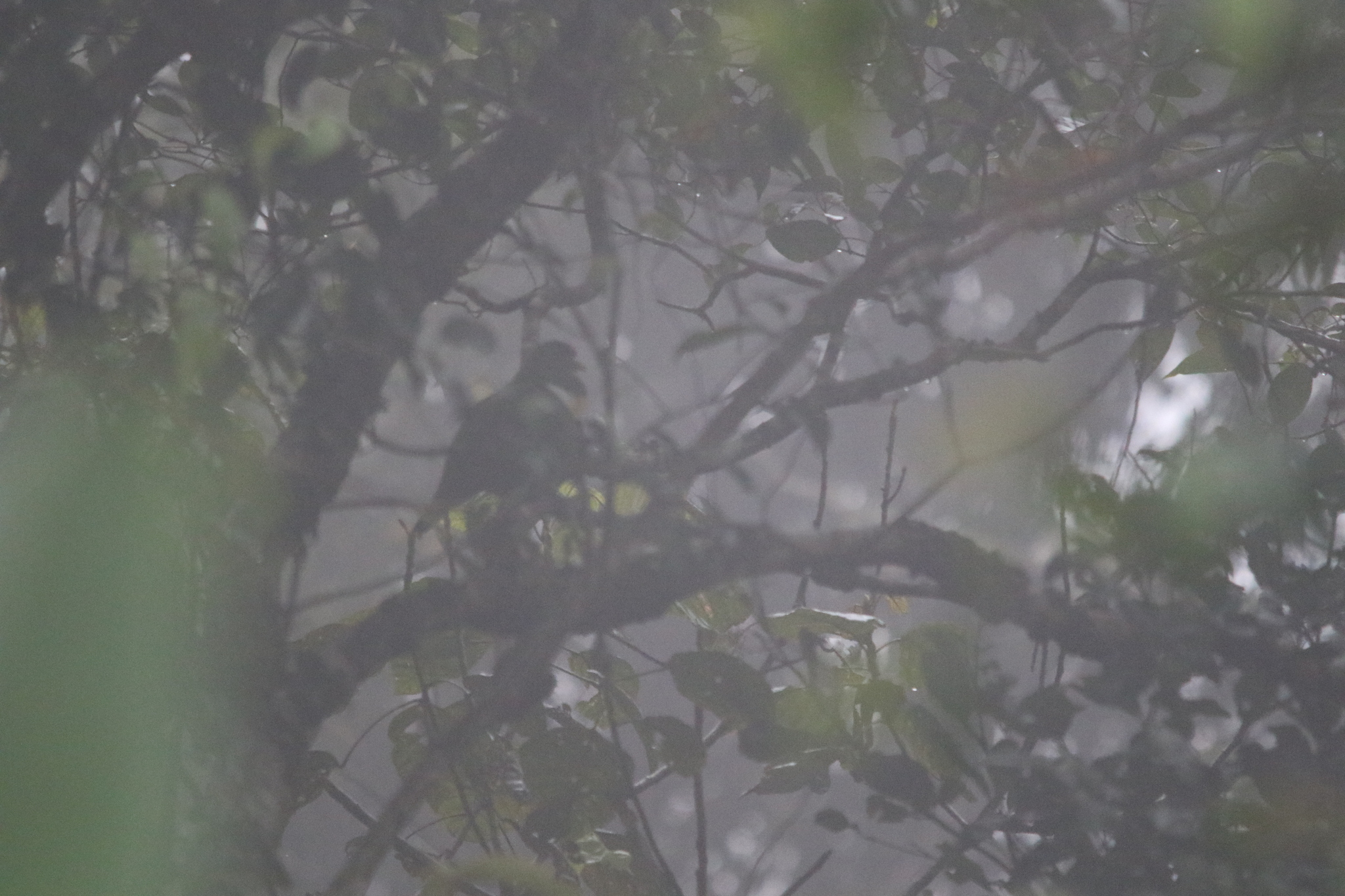 White-bibbed Fruit Dove (Ptilinopus rivoli), photo 5